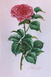 English Rose