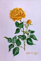 Yellow Rose