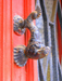 French Fish Knocker, Vellefranche